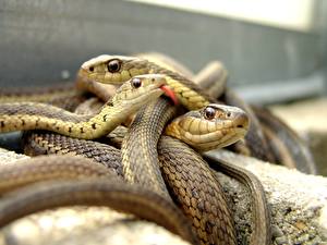 Fotos Schlangen