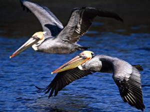 Fotos Vogel Pelikane
