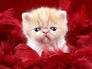 Wallpapers Cat Colored background animal
