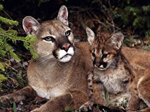 Pictures Big cats Pumas Animals