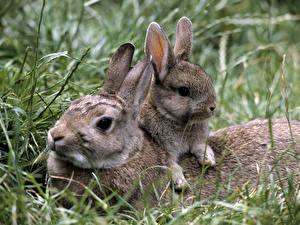 Photo Rodents Hares Cubs Two animal