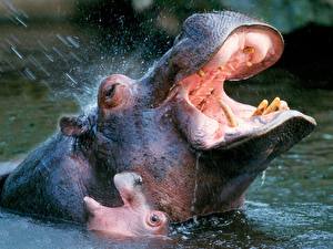 Wallpaper Hippos Animals