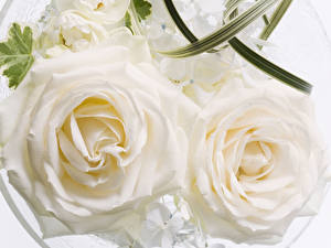 桌面壁纸，，玫瑰，白色，花卉