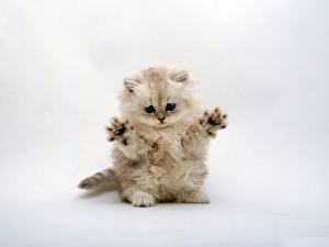 Bilder Hauskatze Kätzchen Weißer hintergrund ein Tier