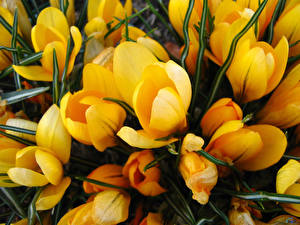 Fotos Krokusse Gelb Blüte