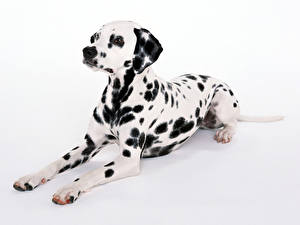 Hintergrundbilder Hunde Dalmatiner Weißer hintergrund Tiere