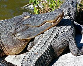 Hintergrundbilder Krokodile