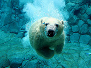 Sfondi desktop Orso Orso bianco Mondo sottomarino Animali