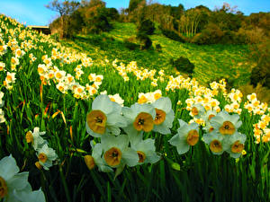 Bakgrundsbilder på skrivbordet Narcissläktet Fält blomma