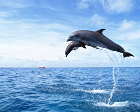 Bakgrunnsbilder Delfin