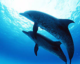 Papel de Parede Desktop Golfinhos animalia