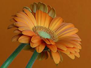 Bakgrundsbilder på skrivbordet Gerbera Orange blomma