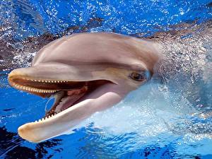 Bureaubladachtergronden Dolfijnen Water een dier