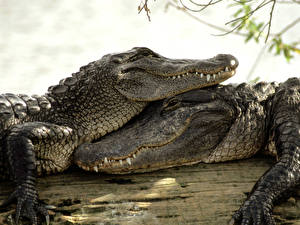 Bakgrunnsbilder Krokodille Dyr