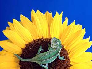 Desktop wallpapers Reptiles Colored background Animals