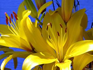 Fotos Lilien Gelb Blüte