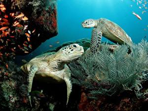 Bureaubladachtergronden Schildpad Onderwaterwereld Dieren