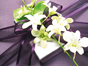 Bakgrundsbilder på skrivbordet Blomsterbukett Orkidéer blomma