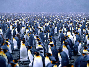 Bureaubladachtergronden Pinguïns Dieren
