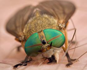 Bakgrundsbilder på skrivbordet Insekter Fluga Närbild Ögon Djur