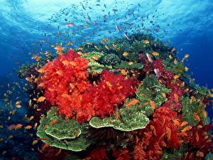 Image Underwater world Corals Animals