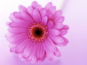 Image Gerbera Closeup Flowers