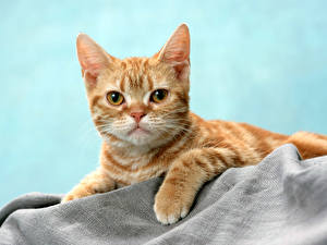 Pictures Cats Colored background animal
