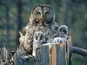 Photo Birds Owls Tree stump Animals