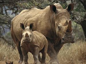 Picture Rhino Animals
