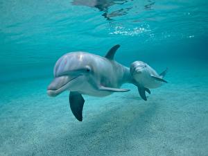 Pictures Dolphins Animals