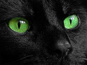 Bilder Katzen Schwarz Tiere