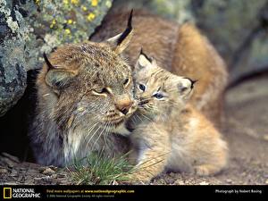 Wallpapers Big cats Lynx