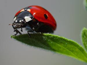 Photo Insects Coccinellidae Colored background Animals