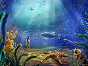 Fonds d'écran Monde sous-marin Étoiles de mer un animal