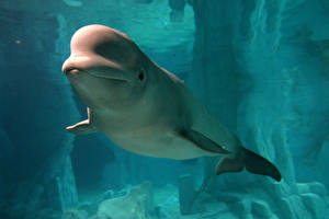 Картинки Дельфины животное