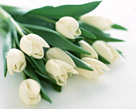 Tapety na pulpit Tulipany Biały kwiat