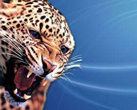 Bakgrunnsbilder Store kattedyr Leoparder Farget bakgrunn Dyr
