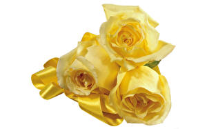 Pictures Roses White background Yellow Flowers