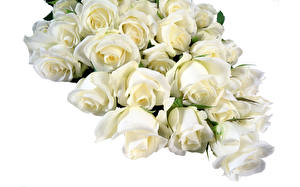 Bilder Rosen Weißer hintergrund Weiß Blumen