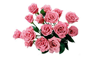 Fotos Rosen Weißer hintergrund Rosa Farbe Blüte