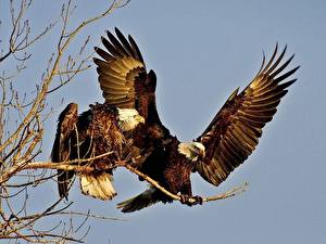 Picture Birds Eagle animal