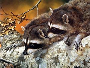 Picture Raccoons Two Paws animal