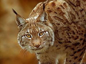 Photo Big cats Lynxes