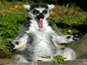 Pictures Lemurs Tongue animal Humor
