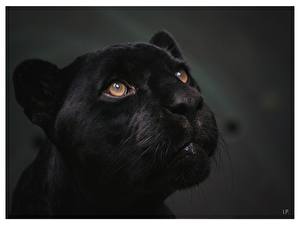 Papel de Parede Desktop Fauve Melanismo em felinos animalia