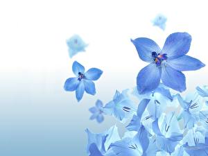 Desktop hintergrundbilder Kornblume Blumen