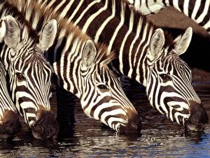 Bureaubladachtergronden Zebra Dieren