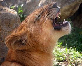 Bakgrunnsbilder Store kattedyr Løver Løvinne Dyr