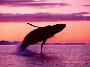 Papel de Parede Desktop Orcas um animal