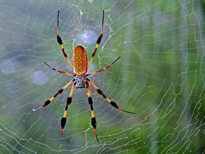 Bilder Insekten Webspinnen